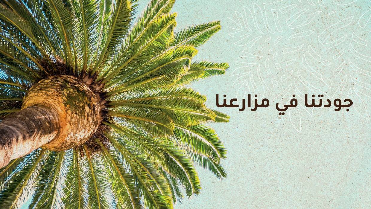 Sanyeh Banner 1
